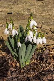 Snowdrop Heaven Photographer S Diary Alpine Garden Society Alpine Garden Garden Care Alpine Plants