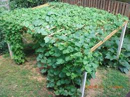 Growing Spaghetti Squash Cucumber Trellis Diy Garden Trellis Vertical Vegetable Gardens
