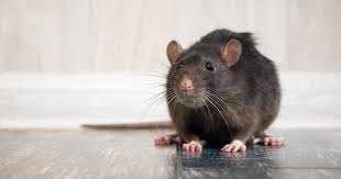 New York City Removed 110 Trash Cans Now Garbage Is Overflowing And The Rats Are Running Wi Litter Training Rat Cage Rats