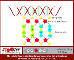 This act is normally done to generate new desired characteristics and do a way with the unwanted traits. Ethical Issues Genetically Modified Organisms 8th Grade Science Brogden