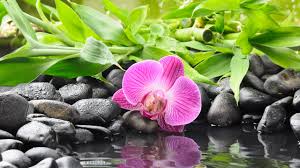 357,527 likes · 153,711 talking about this. Zen Garden Wallpapers For Desktop 5120x2880 Download Hd Wallpaper Wallpapertip