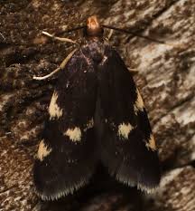 Image result for Telechrysis tripuncta