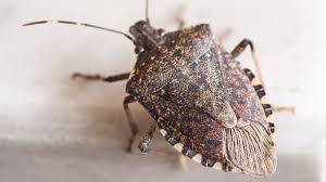 Although they cannot bite, you may still experience red. 12 Facts About The Brown Marmorated Stink Bug Mental Floss