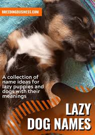 3 uncommon female dog names and meanings. 100 Lazy Dog Names Top Name Ideas For Lazy Low Energy Puppies