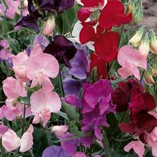 Delightfully colored in a mixture of red, pink and white shades. Sweet Pea Perennial Pea Lathyrus Odoratus Pick Ontario