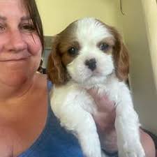 25 cute Cavalier King Charles Spaniel puppies for sale in Eugene, Oregon