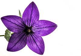 Download and use 60,000+ single flower stock photos for free. Detailed Purple Single Flower Flowers Pixoto