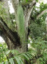 Image result for Rhipsalis baccifera