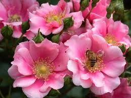 Rose, apple blossom flower carpet. Rose Flower Carpet Diaco S Garden Nursery And Garden Centre