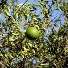 Image result for Strychnos pungens