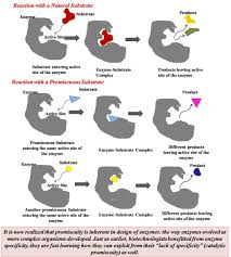 The term can carry a moral judgment if the social ideal for sexual activity is monogamous relationships. Enzyme Promiscuity Using The Dark Side Of Enzyme Specificity In White Biotechnology Sustainable Chemical Processes Full Text