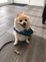 The corgi pomeranian mix has lots of traits which make them perfectly suited for. Are We Allowed In This Sub My Hilarious And Sweet Corgi Pomeranian Mix Lucy Corgi