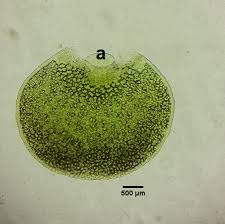 Image result for Wolffiella welwitschii