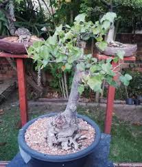 Image result for Searsia rogersii