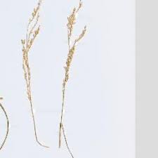 Image result for Eriochloa