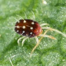 Image result for red mite
