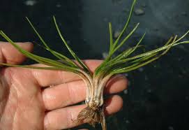 Image result for Isoetes