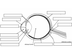 Two dots joined by a line results in only one diagram, three dots joined by single lines also results in is there a formula for counting the number of unlabeled trees that can be formed from a set of nodes? Eye Diagram Labeled Game Best Fusebox And Wiring Diagram Diode Assumption Diode Assumption Contentflowservice It