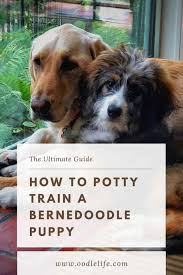 We did not find results for: How To Potty Train A Bernedoodle Ultimate Guide Oodle Life