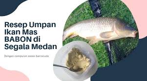 Resep Umpan Ikan Mas Babon Di Segala Medan Babon Ikan Mas Resep Ikan Mas