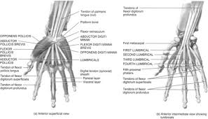 Maybe you would like to learn more about one of these? Wrist And Hand Injuries In Sport Musculoskeletal Key