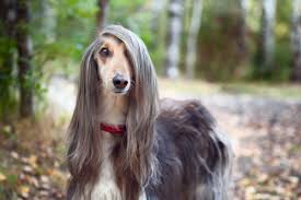 Maybe you would like to learn more about one of these? Avganistanski Hrt Elegantni Lovac Raskosne Dlake Pet Magazine
