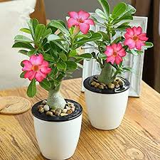 Check spelling or type a new query. Creative Farmer Bonsai Live Plant Pink Desert Rose Potted Indoor Plants Flower Adenium Obesum Exotic Green Ornamental Desert Rose Impala Lily 1 Live Bonsai Plant Amazon In Garden Outdoors