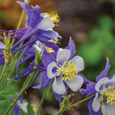 Pin On Columbine Flower