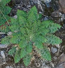 The false jericho rose is sometimes confused with the true jericho rose, which is a completely other plant but has the same adaptation to desiccation. The Incredible Feat Of A Resurrection Plant In Defense Of Plants