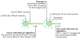 Animal nerve cell structure and function. What Is The Function Of Nerve Cells Quora