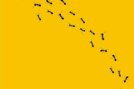 Servicesutra have on boarded best pest control companies from all across bangalore, starting from btm layout to hsr layout to indira nagar to malleswaram to jayanagar and other. Ant Control In Hsr Layout Bangalore Pest Control Services In 0 At Reasonable Rates Hometriangle