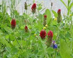 Image result for Trifolium
