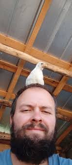 Amigo productor avícola ,como es sabido por muchos de los amantes de la  incubación ,crianza ,desarrollo y postura de gallinas de traspatio pollo de  engorda , patos,gansos.etc. Es que nuestras aves cuenten