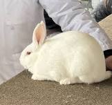 Raising Meat Rabbits - Tent Talk