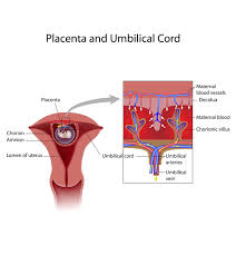 Jul 21, 2021 · hesington and her husband decided to get holiday pictures taken in early november, and since she was already 7 weeks along, they shot a few pregnancy announcement photos too. 11 Causes Of Blood Clots In Placenta During Pregnancy