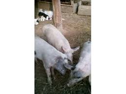 Transport marfa sau transport persoane fie national si international le puteti adauga pe site. Animale Domestice Din JudeÈ›ul Bacau Cai Oi Si Iepuri De Vanzare