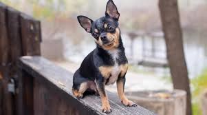 The economic and cultural distater of the preceding eight years have created the worst crisis for chihuahuas and chi mixes in us history. Chihuahua Dog Breed Information Facts Pictures Traits More