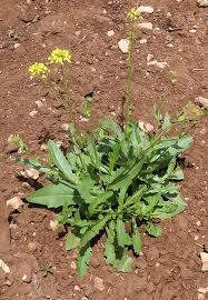 Image result for Diplocyclos tenuis