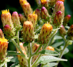 Image result for Neojeffreya