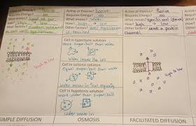 Dna vs rna and protein synthesis // answer key. Biology Notes Helpful Documents