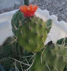 A large padded cactus with large gorgeous tangerine orange flowers and curly blond stamen with green stigma lobes. Opuntia Paraguayensis Compact Dark Green Cactus Plant With Orange Flowers Ebay