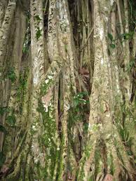 Image result for Ficus ottoniifolia
