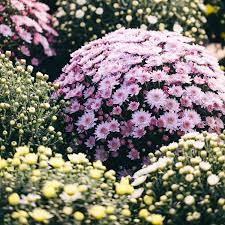 List Of Flowering Evergreen Shrubs Ehow Flowering Evergreen Shrubs Evergreen Flowering Shrubs Evergreen Shrubs