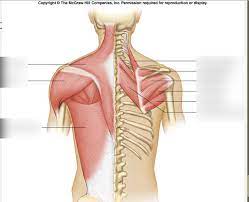 Human anatomy for muscle, reproductive, and skeleton. Posterior Torso Muscles Diagram Quizlet