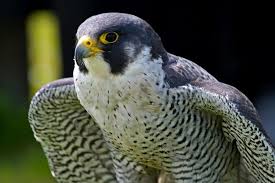 Belize Audubon Society S Urban Bird Watch Identifies 60 Species In San Pedro The San Pedro Sun News Peregrine Falcon Peregrine Bird