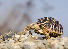 Indian Star Tortoise Care Sheet Reptile Centre