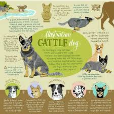Black Australian Cattle Dog Blue Heeler History Of Australian Cattle Dog Blue Heeler Dogs Austrailian Cattle Dog Dog Infographic