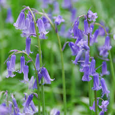 Orders containing both seeds and bulbs may be split into multiple shipments. Buy Bluebell Bulbs Online At Best Sale Prices In Ireland