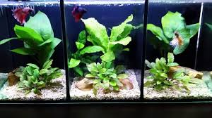 Available in authorised aqua one stockists from late september, pre order yours now. Aqua One Betta Trio Tank Update 2 Youtube