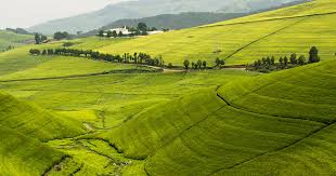 Covering the latest on the african nation of rwanda, get the latest news. Rwanda Tea From The Land Of A Thousand Hills Ahmad Tea